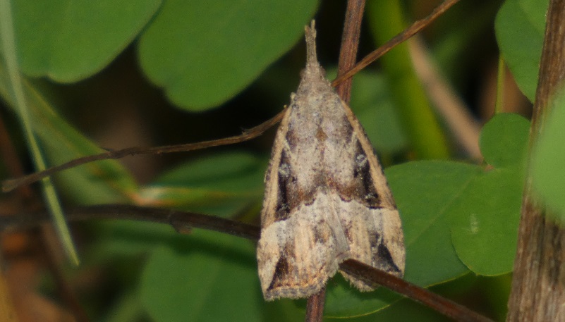 Erebidae: Hypena rostralis ? S !